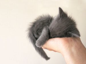 Rating: Safe Score: 0 Tags: 4:3 :3 ambiguous_gender disembodied_hand domestic_cat duo e621 felid feline felis feral first_person_view fur grandfathered_content grey_body grey_fur hi_res holding_character human human_pov it's_dangerous_to_go_alone mammal meme paws pov_hands real simple_background size_difference sleeping unknown_artist wallpaper white_background young young_ambiguous young_feral User: bunchy7s Rating: Safe Score: 0 Tags: 4:3 :3 ambiguous_gender disembodied_hand domestic_cat duo e621 felid feline felis feral first_person_view fur grandfathered_content grey_body grey_fur hi_res holding_character human human_pov it's_dangerous_to_go_alone mammal meme paws pov_hands real simple_background size_difference sleeping unknown_artist wallpaper white_background young young_ambiguous young_feral User: bunchy7s