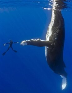 Rating: Safe Score: 0 Tags: ambiguous_gender aquatic baleen_whale cetacean duo e621 feral gesture grandfathered_content high_five human humpback_whale mammal real scuba_diver size_difference underwater unknown_artist water whale User: bunchy7s Rating: Safe Score: 0 Tags: ambiguous_gender aquatic baleen_whale cetacean duo e621 feral gesture grandfathered_content high_five human humpback_whale mammal real scuba_diver size_difference underwater unknown_artist water whale User: bunchy7s