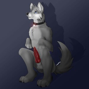 Rating: Explicit Score: 0 Tags: 1:1 animal_genitalia anthro balls blue_eyes canid canine canis collar collar_only dalmar e621 erection genitals hi_res knot male mammal nude penis sheath solo tail tassy_(artist) wolf User: bunchy7s