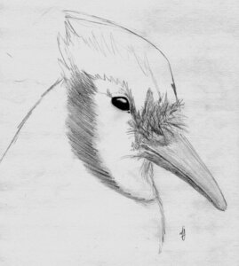 Rating: Safe Score: 0 Tags: ambiguous_gender avian beak bird blue_jay corvid e621 feral graphite_(artwork) greyscale jay_(bird) monochrome muffler_(artist) new_world_jay oscine passerine rictal_bristles simple_background solo traditional_media_(artwork) white_background User: bunchy7s