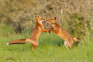 Rating: Safe Score: 0 Tags: 3:2 ambiguous_gender bite black_nose canid canine day depth_of_field digitigrade duo e621 ears_back fangs feet feral fight fox fur grandfathered_content grass hindpaw inner_ear_fluff leg_markings long_mouth mammal markings nature open_mouth orange_body orange_fur outside paws pivoted_ears plant real red_fox shadow snout socks_(marking) standing tail teeth thrumyeye true_fox tuft whiskers white_body white_fur User: bunchy7s