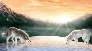 Rating: Safe Score: 0 Tags: 16:9 2013 amazing_background ambiguous_gender black_lips black_nose blue_eyes canid canine canis cloud detailed detailed_background digitigrade duo e621 eye_contact feral forest fur grass green_eyes grey_body grey_fur inner_ear_fluff jocarra light lips long_mouth looking_at_another mammal mountain nature no_sclera outside partially_submerged photorealism plant pond quadruped realistic reflection scenery_porn sky snout standing sunlight sunrise tail tree tuft wallpaper water white_body white_fur widescreen wolf User: bunchy7s