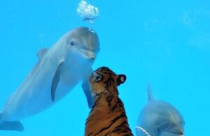 Rating: Safe Score: 0 Tags: ambiguous_gender aquatic black_body black_fur black_stripes blue_background bubble cetacean dolphin e621 felid feral fur grandfathered_content group mammal multicolored_body multicolored_fur oceanic_dolphin orange_body orange_fur pantherine real simple_background striped_body striped_fur stripes tiger toothed_whale unknown_artist white_body white_fur User: bunchy7s Rating: Safe Score: 0 Tags: ambiguous_gender aquatic black_body black_fur black_stripes blue_background bubble cetacean dolphin e621 felid feral fur grandfathered_content group mammal multicolored_body multicolored_fur oceanic_dolphin orange_body orange_fur pantherine real simple_background striped_body striped_fur stripes tiger toothed_whale unknown_artist white_body white_fur User: bunchy7s