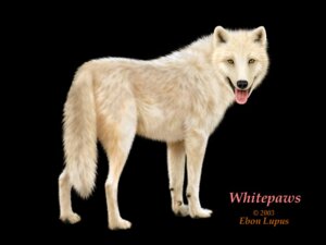 Rating: Safe Score: 0 Tags: 4:3 ambiguous_gender arctic_wolf canid canine canis e621 ebon_lupus feral fur looking_back mammal photorealism realistic solo tail wallpaper white_body white_fur whitepaws_(character) wolf User: bunchy7s