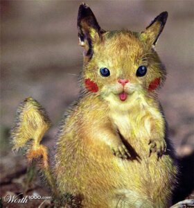 Rating: Safe Score: 0 Tags: ambiguous_gender blue_eyes ccz creepy e621 feral fur generation_1_pokemon grandfathered_content mammal nintendo outside photo_manipulation pikachu pokemon pokemon_(species) real rodent solo tail third-party_edit tongue worth1000 yellow_body yellow_fur User: bunchy7s
