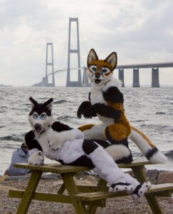 Rating: Safe Score: 0 Tags: anthro arex_(tigersclawswiss) blue_eyes bridge canid canine canis clothing cloud costume domestic_dog duo_focus e621 fox foxfur furniture furryfoxfur fursuit grandfathered_content gravel group human husky looking_at_viewer male mammal noblewolf nordic_sled_dog on_table outside photography_(artwork) pose real rock scenery scribblefox sea sitting sky spitz table tail water User: bunchy7s