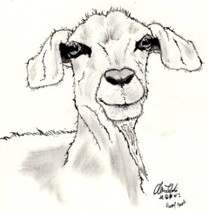 Rating: Safe Score: 0 Tags: alin_raven ambiguous_gender bovid bust_portrait caprine e621 english_text feral fur goat graphite_(artwork) hi_res looking_at_viewer mammal mixed_media pen_(artwork) portrait quadruped simple_background solo text traditional_media_(artwork) white_background User: bunchy7s Rating: Safe Score: 0 Tags: alin_raven ambiguous_gender bovid bust_portrait caprine e621 english_text feral fur goat graphite_(artwork) hi_res looking_at_viewer mammal mixed_media pen_(artwork) portrait quadruped simple_background solo text traditional_media_(artwork) white_background User: bunchy7s
