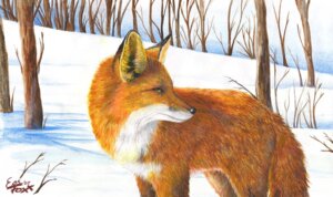 Rating: Safe Score: 0 Tags: 2005 ambiguous_gender branch canid canine detailed_background e621 eosfoxx feral fox mammal outside plant realistic realistic_anatomy realistic_lighting realistic_shading red_fox sky snow solo tail traditional_media_(artwork) tree true_fox winter User: bunchy7s