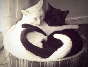 Rating: Safe Score: 0 Tags: ambiguous_gender basket black_body black_fur container curtains domestic_cat duo e621 eyes_closed felid feline felis feral fluffy fluffy_tail fur grandfathered_content heart-shaped_sleeping_cats heart_symbol hug inside mammal meme_origin pose real tail unknown_artist white_body white_fur User: bunchy7s