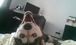 Rating: Safe Score: 0 Tags: ambiguous_gender bed bedroom blue_eyes canid canine canis domestic_dog e621 electronics fangs feral furniture grandfathered_content humor husky looking_at_viewer mammal nightmare_fuel nordic_sled_dog photo real solo spitz teeth television unknown_artist User: bunchy7s Rating: Safe Score: 0 Tags: ambiguous_gender bed bedroom blue_eyes canid canine canis domestic_dog e621 electronics fangs feral furniture grandfathered_content humor husky looking_at_viewer mammal nightmare_fuel nordic_sled_dog photo real solo spitz teeth television unknown_artist User: bunchy7s