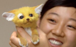 Rating: Safe Score: 0 Tags: ambiguous_gender canid canine citra duo e621 fennec_fox fox grandfathered_content human male mammal photography_(artwork) real shopped simple_background third-party_edit true_fox zaush User: bunchy7s