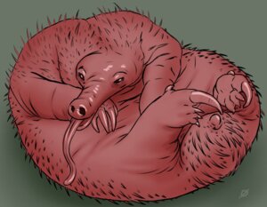 Rating: Safe Score: 0 Tags: ambiguous_gender average_artist e621 echidna feet feral hindpaw knuckles_the_echidna looking_at_viewer lying mammal monotreme nude open_mouth paws red_body sega simple_background solo sonic_the_hedgehog_(series) tongue User: bunchy7s Rating: Safe Score: 0 Tags: ambiguous_gender average_artist e621 echidna feet feral hindpaw knuckles_the_echidna looking_at_viewer lying mammal monotreme nude open_mouth paws red_body sega simple_background solo sonic_the_hedgehog_(series) tongue User: bunchy7s