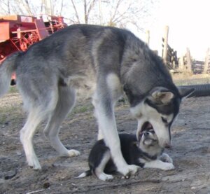 Rating: Questionable Score: 0 Tags: alaskan_malamute ambiguous_gender canid canine canis day domestic_dog duo e621 feral grandfathered_content head_in_mouth head_nom husky low_res mammal nom nordic_sled_dog outside quadruped real size_difference sky spitz tail unknown_artist young young_feral User: bunchy7s