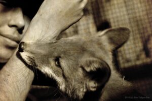 Rating: Safe Score: 0 Tags: 2010 ambiguous_gender canid canine culpeofox duo e621 feral fox grandfathered_content human male mammal nom photography_(artwork) real User: bunchy7s