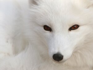 Rating: Safe Score: 0 Tags: 4:3 ambiguous_gender arctic_fox black_nose brown_eyes canid canine e621 feral fox fur grandfathered_content headshot_portrait hi_res long_mouth looking_at_viewer mammal no_sclera photography_(artwork) portrait pupils real sitting slit_pupils snout solo true_fox unknown_artist wallpaper whiskers white_body white_fur User: bunchy7s