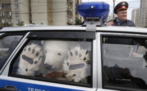 Rating: Safe Score: 0 Tags: 2012 ambiguous_gender arrested bear car clothing costume duo e621 fursuit grandfathered_content hat headgear headwear human inside_car inside_vehicle male mammal misha_japaridze moscow motor_vehicle paws photography_(artwork) polar_bear police police_car police_officer police_vehicle protest real russia russian_federation russian_text sad solo_focus text translated ursine vehicle wearing_hat window User: bunchy7s
