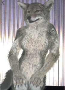 Rating: Questionable Score: 0 Tags: anthro biped black_nose breasts canid canine canis claws coyote e621 featureless_breasts featureless_crotch female fluffy fluffy_tail fur grandfathered_content grey_body grey_fur low_res mammal mr_x multicolored_body multicolored_fur naturally_censored nude paws photo_manipulation photomorph simple_background smile solo standing tail third-party_edit white_body white_fur User: bunchy7s