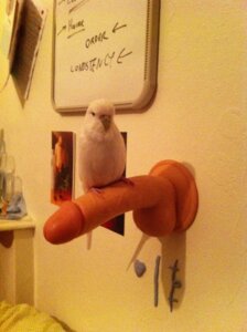 Rating: Explicit Score: 0 Tags: ambiguous_gender avian beak bird budgerigar dildo e621 english_text feathers feral grandfathered_content humor loriine parakeet parrot perch photo real sex_toy solo text true_parrot unknown_artist white_body white_feathers wienerbird wings User: bunchy7s
