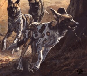 Rating: Safe Score: 0 Tags: 2012 african_wild_dog ambiguous_gender blotch canid canine digitigrade e621 feral group mammal outside quadruped realistic tail User: bunchy7s Rating: Safe Score: 0 Tags: 2012 african_wild_dog ambiguous_gender blotch canid canine digitigrade e621 feral group mammal outside quadruped realistic tail User: bunchy7s