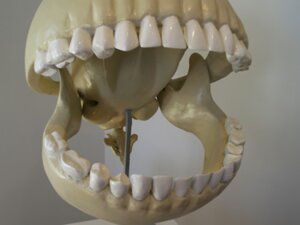 Rating: Safe Score: 0 Tags: bandai_namco bone e621 gaping_mouth grandfathered_content le_gentil_garcon low_res male mouth_shot open_mouth pac-man pac-man_(series) real skeleton skull sphere_creature teeth zero_pictured User: bunchy7s