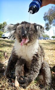 Rating: Safe Score: 0 Tags: ambiguous_gender disembodied_hand duo e621 feral grandfathered_content human koala low_res mammal marsupial real solo_focus unknown_artist vombatiform water what User: bunchy7s Rating: Safe Score: 0 Tags: ambiguous_gender disembodied_hand duo e621 feral grandfathered_content human koala low_res mammal marsupial real solo_focus unknown_artist vombatiform water what User: bunchy7s