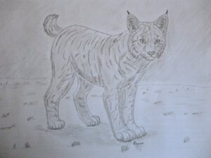 Rating: Safe Score: 0 Tags: 2013 4:3 ambiguous_gender e621 felid feline feral fur grass greyscale looking_at_viewer lynx mammal monochrome paws plant plejman shadow simple_background sketch solo standing traditional_media_(artwork) whiskers User: bunchy7s