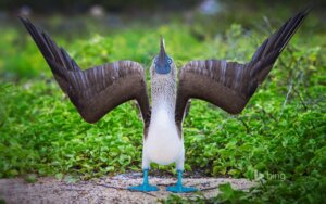 Rating: Safe Score: 0 Tags: 16:10 ambiguous_gender avian beak bing_(search_engine) bird blue-footed_booby blue_beak blue_body blue_skin booby_(bird) e621 feathered_wings feathers feral grandfathered_content grey_body grey_feathers hi_res humor looking_at_viewer o^o o_o real shocked solo spread_wings standing sulid suliform unknown_artist what white_body white_feathers widescreen wings User: bunchy7s