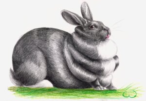 Rating: Safe Score: 0 Tags: ambiguous_gender black_body black_fur boobcat brown_eyes e621 feral fur grass lagomorph leporid mammal nude obese obese_ambiguous obese_feral overweight overweight_ambiguous overweight_feral plant rabbit simple_background solo tongue tongue_out traditional_media_(artwork) watermark whiskers white_background User: bunchy7s