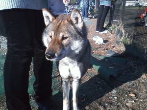 Rating: Safe Score: 0 Tags: 2009 4:3 ambiguous_gender canid canine canis domestic_dog e621 feral grandfathered_content group human mammal photography_(artwork) real shikoku_ken solo_focus spitz underwolf User: bunchy7s Rating: Safe Score: 0 Tags: 2009 4:3 ambiguous_gender canid canine canis domestic_dog e621 feral grandfathered_content group human mammal photography_(artwork) real shikoku_ken solo_focus spitz underwolf User: bunchy7s