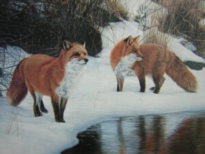 Rating: Safe Score: 0 Tags: 4:3 ambiguous_gender brown_eyes canid canine colored day detailed detailed_background detailed_fur duo e621 feral fox fur hi_res inner_ear_fluff mammal outside plant red_fox shrub snow standing tail true_fox tuft unknown_artist wallpaper water whiskers winter User: bunchy7s Rating: Safe Score: 0 Tags: 4:3 ambiguous_gender brown_eyes canid canine colored day detailed detailed_background detailed_fur duo e621 feral fox fur hi_res inner_ear_fluff mammal outside plant red_fox shrub snow standing tail true_fox tuft unknown_artist wallpaper water whiskers winter User: bunchy7s