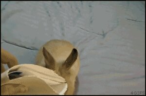 Rating: Safe Score: 0 Tags: ambiguous_gender animated animated_gif disembodied_hand duo e621 envelope feral grandfathered_content human lagomorph leporid low_res mammal nom rabbit real short_playtime solo_focus unknown_artist User: bunchy7s Rating: Safe Score: 0 Tags: ambiguous_gender animated animated_gif disembodied_hand duo e621 envelope feral grandfathered_content human lagomorph leporid low_res mammal nom rabbit real short_playtime solo_focus unknown_artist User: bunchy7s