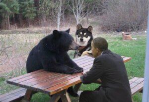 Rating: Safe Score: 0 Tags: ambiguous_gender barack_obama bear bench black_body black_fur canid canine canis displacement doggy_cool domestic_dog e621 feral fur grandfathered_content group human male mammal on_bench outside park plant real sitting tree unknown_artist what User: bunchy7s Rating: Safe Score: 0 Tags: ambiguous_gender barack_obama bear bench black_body black_fur canid canine canis displacement doggy_cool domestic_dog e621 feral fur grandfathered_content group human male mammal on_bench outside park plant real sitting tree unknown_artist what User: bunchy7s