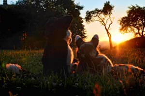 Rating: Safe Score: 0 Tags: ambiguous_gender anthro canid canine clothed clothing costume detailed_background duo e621 fox fursuit grandfathered_content mammal mixed_media outside photo_background photography_(artwork) plant real romantic romantic_ambiance romantic_couple scenery sunset tree unknown_artist wood User: bunchy7s Rating: Safe Score: 0 Tags: ambiguous_gender anthro canid canine clothed clothing costume detailed_background duo e621 fox fursuit grandfathered_content mammal mixed_media outside photo_background photography_(artwork) plant real romantic romantic_ambiance romantic_couple scenery sunset tree unknown_artist wood User: bunchy7s