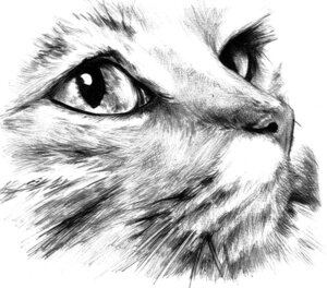 Rating: Safe Score: 0 Tags: ambiguous_gender domestic_cat e621 felid feline felis feral fur greyscale luissanchez mammal monochrome pupils realistic sketch slit_pupils solo whiskers User: bunchy7s