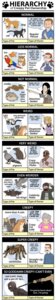 Rating: Questionable Score: 0 Tags: absurd_res aquatic arachnid arthropod avian bdsm beak bird caldwell_tanner canid canine canis cere_(anatomy) clothing collar collegehumor columbid comic cricetid domestic_cat domestic_dog domestic_ferret domestic_pet e621 english_text eyewear felid feline felis female feral fish glasses hamster hi_res homeless human humor leash long_image male mammal mike_tyson murid murine mustelid musteline mygalomorph parrot pigeon quadruped rat reptile rock_dove rodent scalie shirt snake spider sunglasses tail tall_image tarantula tattoo text topwear true_musteline weasel User: bunchy7s