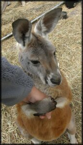 Rating: Safe Score: 0 Tags: ambiguous_gender duo e621 english_text feral grandfathered_content hand_holding human kangaroo lol_comments macropod mammal marsupial photography_(artwork) real remywolf solo_focus text User: bunchy7s