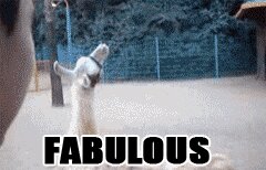 Rating: Safe Score: 0 Tags: ambiguous_gender animated animated_gif camelid cloven_hooves duo e621 english_text feral grandfathered_content hooves image_macro llama low_res mammal meme outside real short_playtime solo_focus text thumbnail unguligrade unknown_artist User: bunchy7s Rating: Safe Score: 0 Tags: ambiguous_gender animated animated_gif camelid cloven_hooves duo e621 english_text feral grandfathered_content hooves image_macro llama low_res mammal meme outside real short_playtime solo_focus text thumbnail unguligrade unknown_artist User: bunchy7s