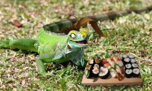 Rating: Safe Score: 0 Tags: ambiguous_gender e621 feral food grandfathered_content lizard lizardbeth lizardbeth_(character) quadruped real reptile scalie shopped solo sprawling_gait sushi tail third-party_edit User: bunchy7s Rating: Safe Score: 0 Tags: ambiguous_gender e621 feral food grandfathered_content lizard lizardbeth lizardbeth_(character) quadruped real reptile scalie shopped solo sprawling_gait sushi tail third-party_edit User: bunchy7s