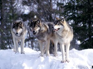 Rating: Safe Score: 0 Tags: ambiguous_gender canid canine canis claws detailed_background digitigrade e621 feral forest fur grandfathered_content grey_body grey_fur group mammal northwestern_wolf outside paws plant quadruped real snout snow teeth tree unknown_artist wolf wood User: bunchy7s