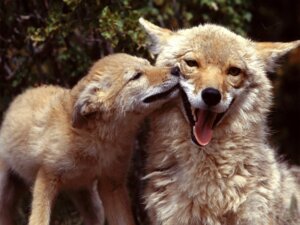 Rating: Safe Score: 0 Tags: 4:3 ambiguous_gender black_nose canid canine canis coyote duo e621 feral fur grandfathered_content happy kiss_on_cheek kissing mammal nature open_mouth outside photography_(artwork) pose real tongue unknown_artist User: bunchy7s Rating: Safe Score: 0 Tags: 4:3 ambiguous_gender black_nose canid canine canis coyote duo e621 feral fur grandfathered_content happy kiss_on_cheek kissing mammal nature open_mouth outside photography_(artwork) pose real tongue unknown_artist User: bunchy7s