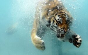 Rating: Safe Score: 0 Tags: ambiguous_gender angry claws e621 fangs felid feral grandfathered_content hi_res mammal pantherine pawpads paws real solo stripes swimming teeth tiger underwater unknown_artist water whiskers User: bunchy7s Rating: Safe Score: 0 Tags: ambiguous_gender angry claws e621 fangs felid feral grandfathered_content hi_res mammal pantherine pawpads paws real solo stripes swimming teeth tiger underwater unknown_artist water whiskers User: bunchy7s