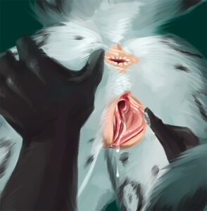 Rating: Explicit Score: 0 Tags: anthro anus belly bent_over black_body black_fur bodily_fluids butt butt_grab clitoris close-up crotch_shot danji-isthmus digital_media_(artwork) digital_painting_(artwork) disembodied_hand dripping duo e621 felid female fluffy fluffy_tail fur genital_fluids genital_focus genitals green_background grey_spots hair hand_on_butt katylin leopard_spots mammal markings multicolored_hair painting_(artwork) pantherine presenting presenting_anus presenting_vulva raised_tail simple_background snow_leopard spots spread_anus spread_vulva spreading tail two_tone_hair unknown_species vaginal_fluids vulva User: bunchy7s