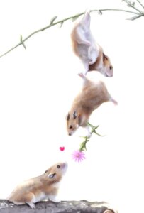 Rating: Safe Score: 0 Tags: all_fours ambiguous_gender aster_(flower) balancing black_eyes branch brown_body brown_fur cricetid dangling digital_media_(artwork) e621 feral flower fur group hamster heart_symbol hi_res mammal on_branch plant realistic rodent romantic romantic_couple safle728 simple_background upside_down white_background User: bunchy7s