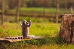 Rating: Safe Score: 0 Tags: ambiguous_gender e621 feral flexing grandfathered_content lemur mammal markings muscular muscular_ambiguous muscular_feral primate real ring-tailed_lemur ring_(marking) ringed_tail solo strepsirrhine striped_markings striped_tail stripes tail tail_markings unknown_artist User: bunchy7s Rating: Safe Score: 0 Tags: ambiguous_gender e621 feral flexing grandfathered_content lemur mammal markings muscular muscular_ambiguous muscular_feral primate real ring-tailed_lemur ring_(marking) ringed_tail solo strepsirrhine striped_markings striped_tail stripes tail tail_markings unknown_artist User: bunchy7s