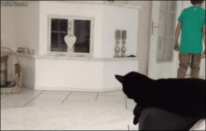 Rating: Safe Score: 0 Tags: ambiguous_gender animated animated_gif black_body black_fur building chair domestic_cat duo e621 felid feline felis feral fireplace fur furniture gesture grandfathered_content high_five house human low_res male mammal real short_playtime sofa table unknown_artist User: bunchy7s Rating: Safe Score: 0 Tags: ambiguous_gender animated animated_gif black_body black_fur building chair domestic_cat duo e621 felid feline felis feral fireplace fur furniture gesture grandfathered_content high_five house human low_res male mammal real short_playtime sofa table unknown_artist User: bunchy7s