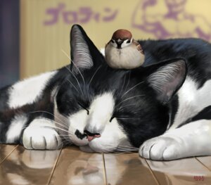 Rating: Safe Score: 0 Tags: 2012 ambiguous_gender avian bird depth_of_field domestic_cat duo e621 eurasian_tree_sparrow eyes_closed felid feline felis feral floor mammal matataku oscine passerine realistic reflection signature sleeping sparrow whiskers User: bunchy7s Rating: Safe Score: 0 Tags: 2012 ambiguous_gender avian bird depth_of_field domestic_cat duo e621 eurasian_tree_sparrow eyes_closed felid feline felis feral floor mammal matataku oscine passerine realistic reflection signature sleeping sparrow whiskers User: bunchy7s