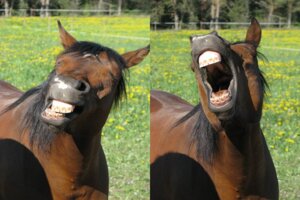 Rating: Safe Score: 0 Tags: ambiguous_gender e621 equid equine fence feral flower grandfathered_content grass horse mammal multiple_poses open_mouth plant pose reaction_image real singing solo teeth tongue tree unknown_artist User: bunchy7s