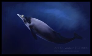 Rating: Safe Score: 0 Tags: amber_hill ambiguous_gender aquatic beaked_whale cetacean e621 english_text feral mammal solo strap-toothed_whale text toothed_whale underwater url water whale User: bunchy7s