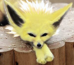 Rating: Safe Score: 0 Tags: aliceindistortion ambiguous_gender canid canine e621 eeveelution feral generation_1_pokemon grandfathered_content jolteon looking_at_viewer low_res mammal nintendo paws photo_manipulation photomorph pokemon pokemon_(species) solo third-party_edit tree_stump User: bunchy7s