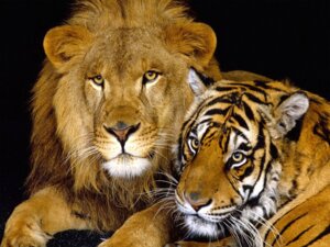 Rating: Safe Score: 0 Tags: 4:3 duo e621 felid feral grandfathered_content lion male mammal mane nature outside pantherine real stripes tiger unknown_artist User: bunchy7s